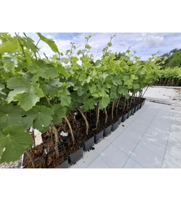 Tippek és trükkök a szőlőoltványok gondozásához