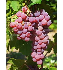 Szőlőfajták tarka világa – melyik oltványt válasszam?