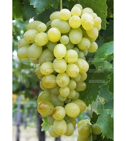 Szőlőoltvány: A sikeres szőlőtermesztés első lépése