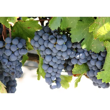 Cabernet Sauvignon szőlőoltvány