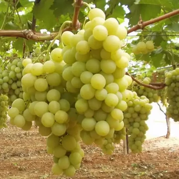 Itália szőlőoltvány