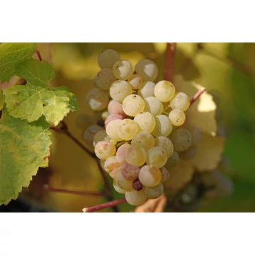 Rajnai Rizling szőlőoltvány