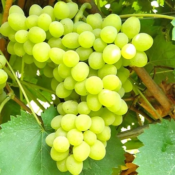 Angéla szőlőoltvány