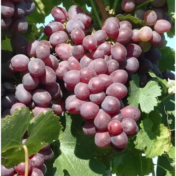 Anita szőlőoltvány