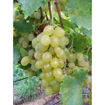 Attila szőlőoltvány