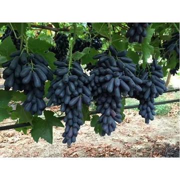 Avatar szőlőoltvány