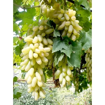 Ázsia szőlőoltvány