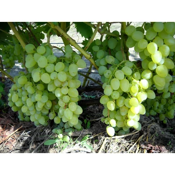 Bazena szőlőoltvány