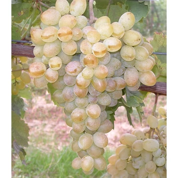 Belgrádi magvatlan szőlőoltvány