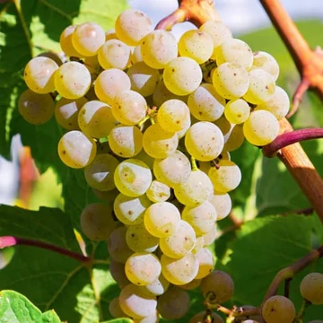 Bianca szőlőoltvány