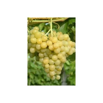 Carati szőlőoltvány