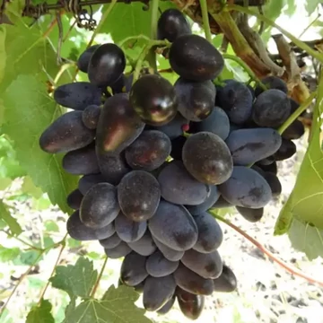 Carmen szőlőoltvány