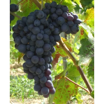 Conegliano Adria szőlőoltvány