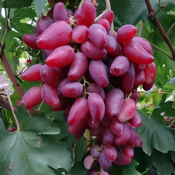 Dubovszkij Rozovij szőlőoltvány