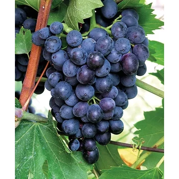 Esther szőlőoltvány