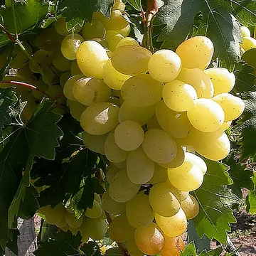 Éva szőlőoltvány