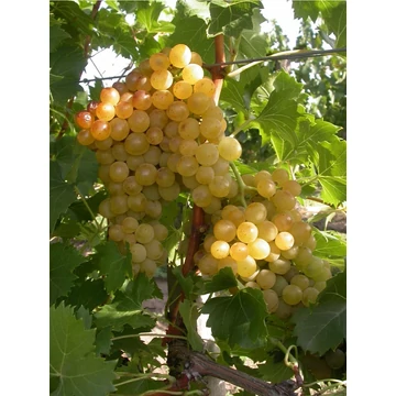 Fanny szőlőoltvány