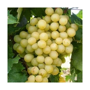 Favorit szőlőoltvány