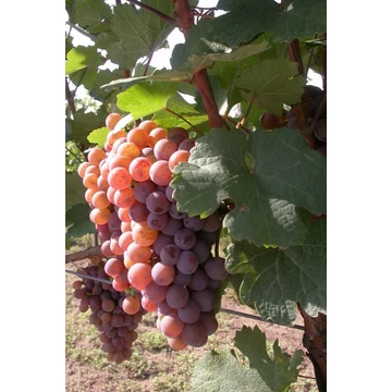 Generosa szőlőoltvány