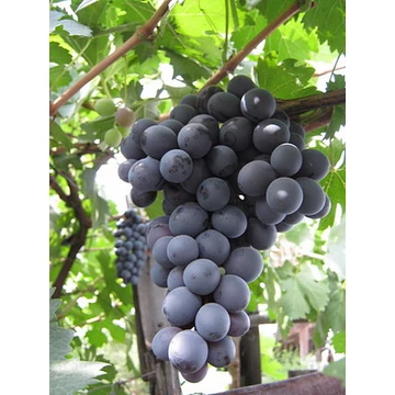 Guzál Kara szőlőoltvány