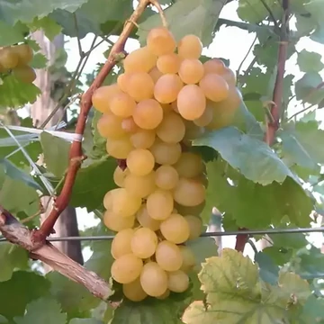 Helikon szépe szőlőoltvány