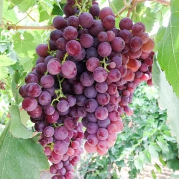 Japán Izabella szőlőoltvány