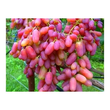 Julian szőlőoltvány