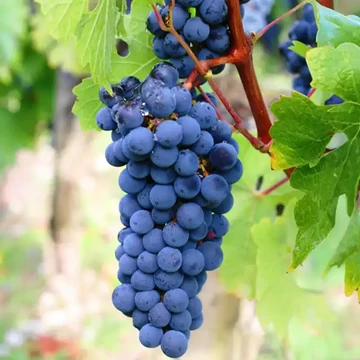 Kékfrankos szőlőoltvány