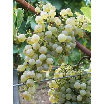 Kéknyelű szőlőoltvány