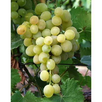 Lilla szőlőoltvány