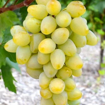 Monarch szőlőoltvány