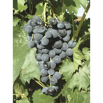 Muscat blue szőlőoltvány