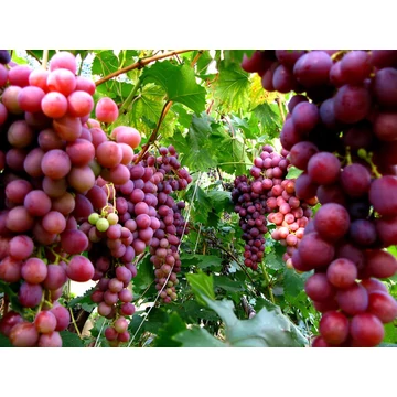 Nizina szőlőoltvány