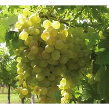 Orsi szőlőoltvány