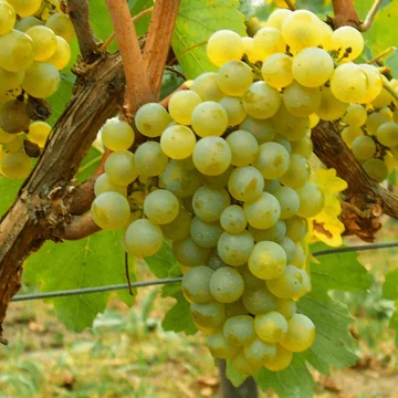 Ottonel muskotály szőlőoltvány