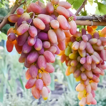 Preobrazsenyije szőlőoltvány