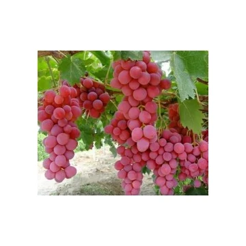 Red Globe szőlőoltvány