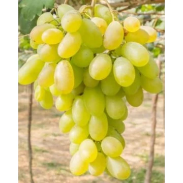 Sicília szőlőoltvány