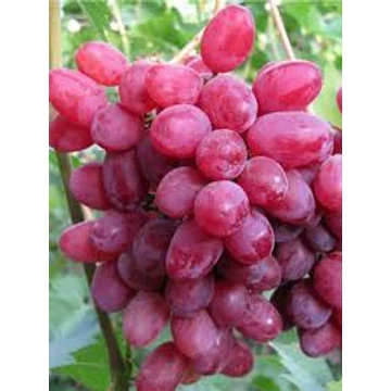 Stella szőlőoltvány