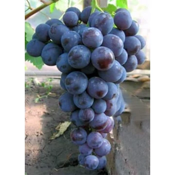 Szilvia szőlőoltvány