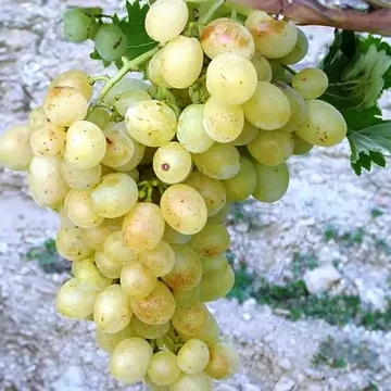 Pannonia kincse szőlőoltvány