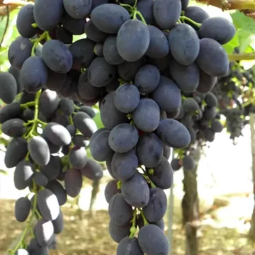 Black Magic szőlőoltvány