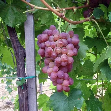 Lidi szőlőoltvány