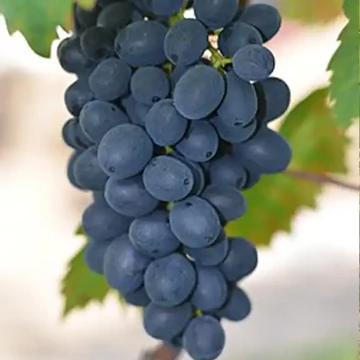 Néró szőlőoltvány