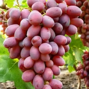 Rizamat szőlőoltvány