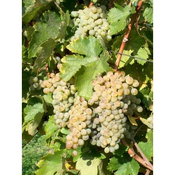 Rózsakő szőlőoltvány