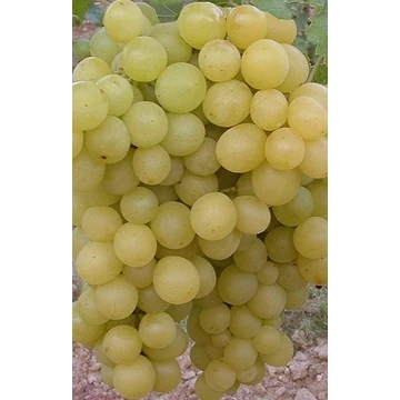 Szőlőskertek királynője szőlőoltvány