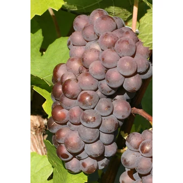 Szürkebarát szőlőoltvány