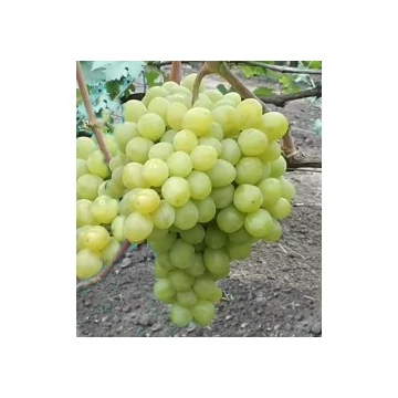 Valek szőlőoltvány