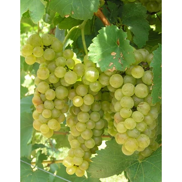 Zengő szőlőoltvány